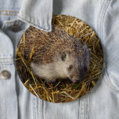 Niedlicher Igel im Stubelfeld Button (Beispiel)