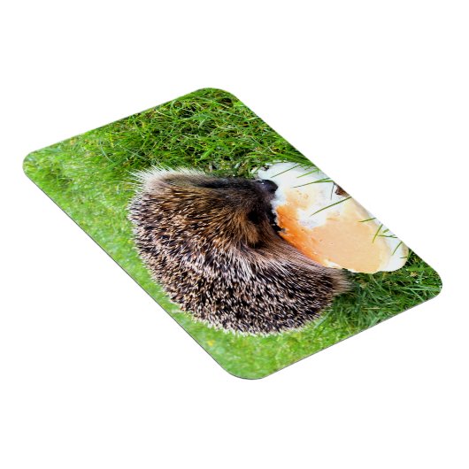 NIEDLICHER IGEL MAGNET (Rechte Seite)