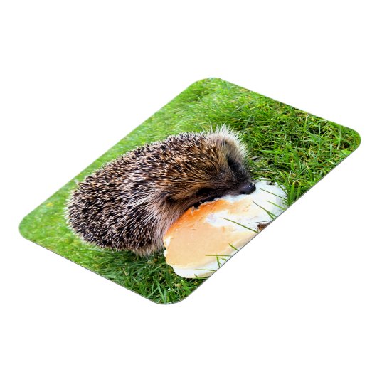 NIEDLICHER IGEL MAGNET (Linke Seite)