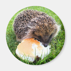 NIEDLICHER IGEL MAGNET