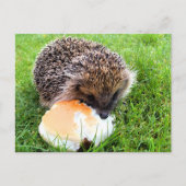 NIEDLICHER IGEL POSTKARTE (Vorderseite)