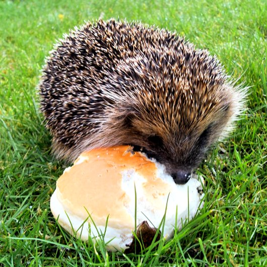 NIEDLICHER IGEL POSTKARTE