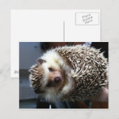 Niedlicher Igel Postkarte (Vorne/Hinten)