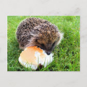 NIEDLICHER IGEL POSTKARTE (Vorderseite)