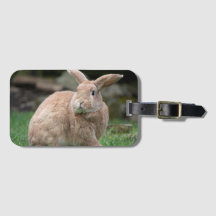 Niedlicher Ingwer mit großen Ohren