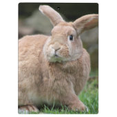 Niedlicher Ingwer mit großen Ohren Klemmbrett (Rückseite)