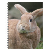 Niedlicher Ingwer mit großen Ohren Notizblock (Vorderseite)