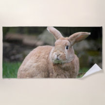 Niedlicher Ingwer mit großen Ohren