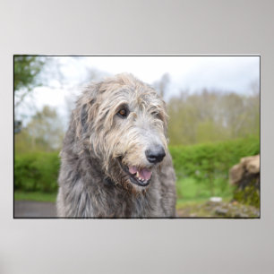 Niedlicher irischer Wolfhound Poster