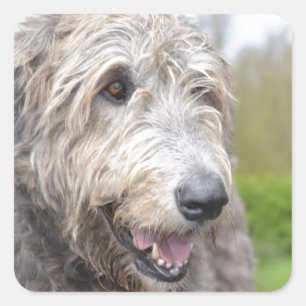 Niedlicher irischer Wolfhound Quadratischer Aufkleber