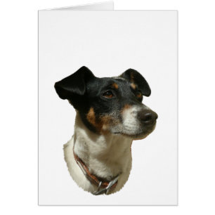 Niedlicher Jack Russell Dog