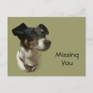 Niedlicher Jack Russell Dog Postkarte
