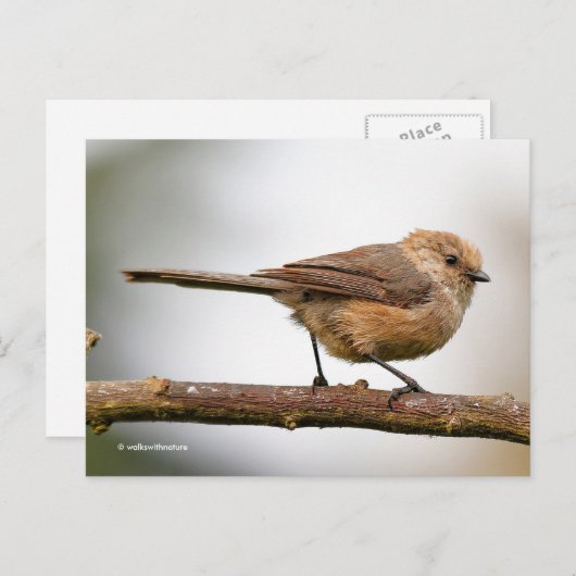 Niedlicher junger Bushtit auf dem Hybridfruchtbaum Postkarte (Vorne/Hinten)