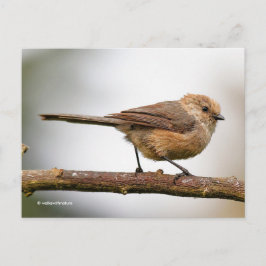Niedlicher junger Bushtit auf dem Hybridfruchtbaum Postkarte