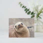 Niedlicher kalifornischer Seelöwe Postkarte (Stehend Vorderseite)