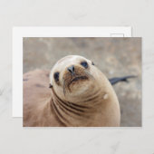 Niedlicher kalifornischer Seelöwe Postkarte (Vorne/Hinten)