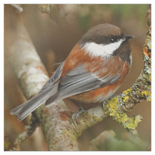 Niedlicher Kastaniengegarter Chickadee auf dem Bir Stoff