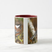 Niedlicher Kastaniengegarter Chickadee auf dem Bir Tasse (Zentrum)