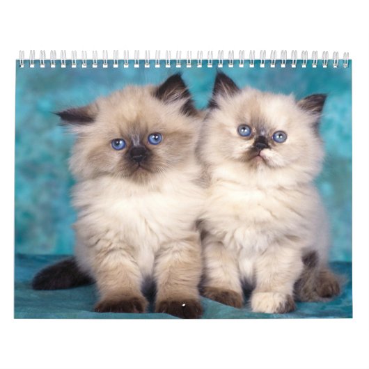 Niedlicher Kätzchenkalender Kalender (Titelbild)