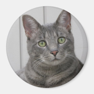 Niedlicher Katzen-Magnet Magnet