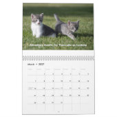 Niedlicher Katzenkalender Kalender (Mär 2027)
