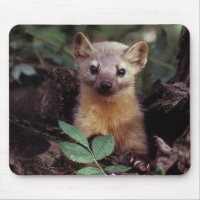 Niedlicher Kiefern-Marder Mousepad