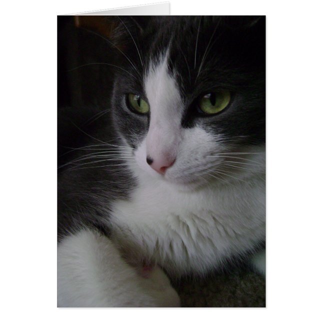 Niedlicher Kitty (Vorne)