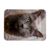 Niedlicher Kitty Kühlschrankmagnet Magnet (Horizontal)
