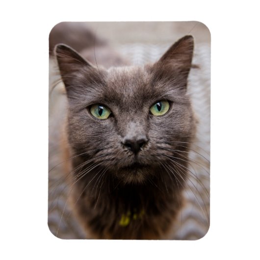 Niedlicher Kitty Kühlschrankmagnet Magnet (Vertikal)