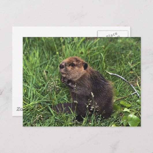 Niedlicher kleiner Biber Postkarte (Vorne/Hinten)