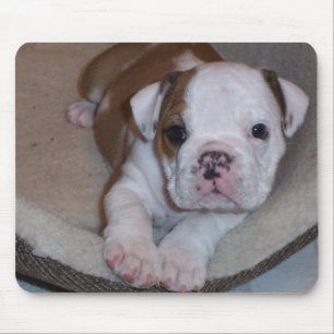 Niedlicher kleiner Bulldoggen-Welpe Mousepad