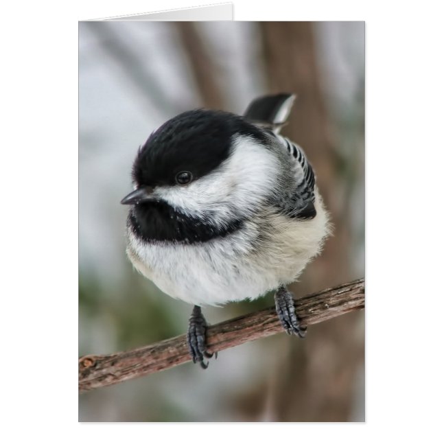 Niedlicher kleiner Chickadee (Vorne)