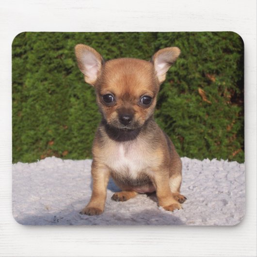 Niedlicher kleiner Chihuahua-Welpenhund Mousepad (Vorne)