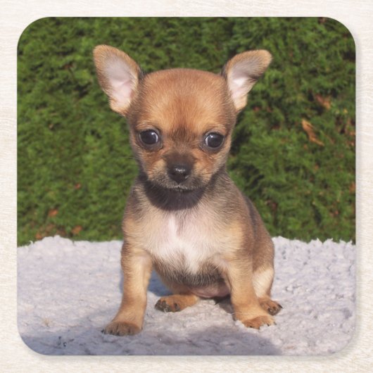Niedlicher kleiner Chihuahua-Welpenhund Rechteckiger Pappuntersetzer (Vorderseite)