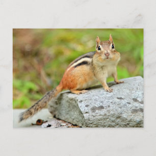 Niedlicher kleiner Chipmunk auf einem Stein Postkarte