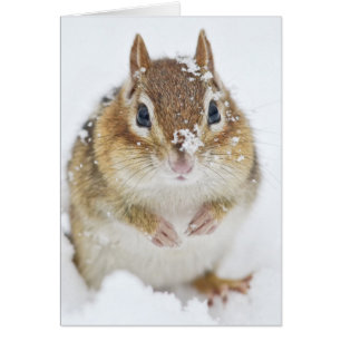 Niedlicher kleiner Chipmunk im Schnee