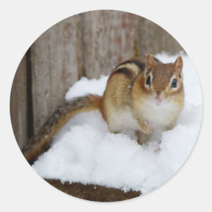 Niedlicher kleiner Chipmunk im Schnee Runder Aufkleber