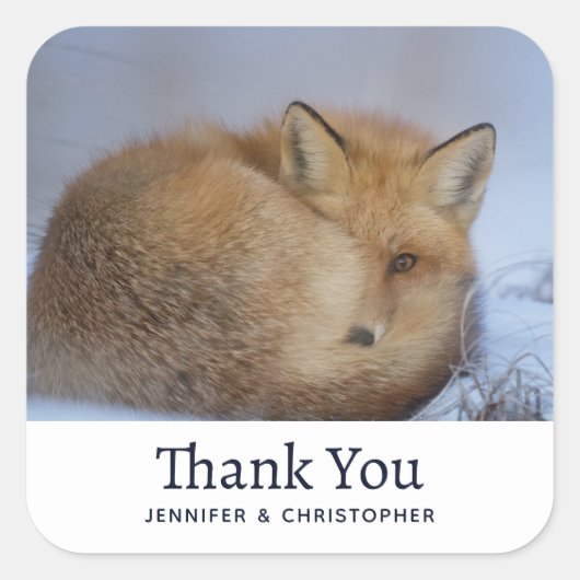 Niedlicher kleiner Fuchs krümmte Winterfest Foto G Quadratischer Aufkleber (Vorderseite)