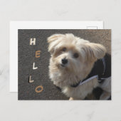 Niedlicher kleiner Hund HELLO Postcard Postkarte (Vorne/Hinten)