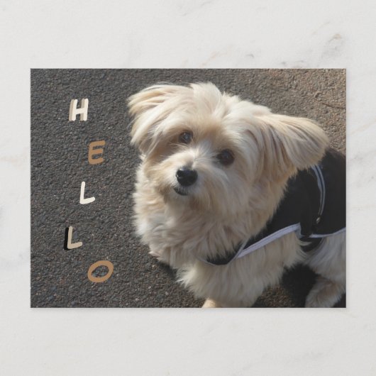 Niedlicher kleiner Hund HELLO Postcard Postkarte (Vorderseite)