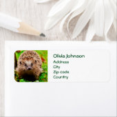 Niedlicher kleiner Igel im Wald (Insitu)