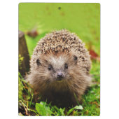 Niedlicher kleiner Igel im Wald Klemmbrett (Rückseite)