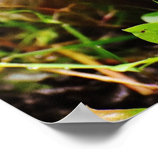 Niedlicher kleiner Igel im Wald Poster (Ecke)