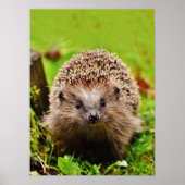 Niedlicher kleiner Igel im Wald Poster (Vorne)