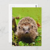 Niedlicher kleiner Igel im Wald Postkarte (Vorne/Hinten)