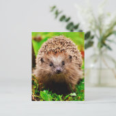 Niedlicher kleiner Igel im Wald Postkarte (Stehend Vorderseite)