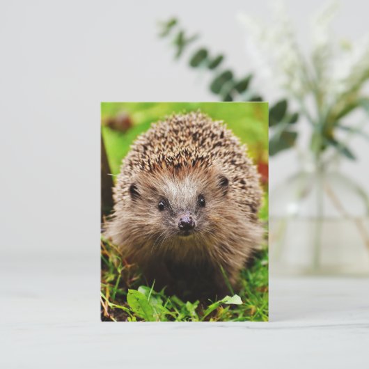 Niedlicher kleiner Igel im Wald Postkarte (Stehend Vorderseite)