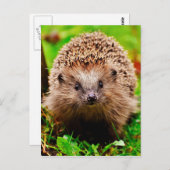 Niedlicher kleiner Igel im Wald Postkarte (Vorne/Hinten)