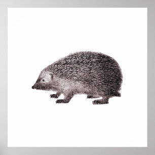 Niedlicher kleiner Igel Poster