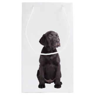 niedlicher kleiner Labrador-Retrieverwelpe Kleine Geschenktüte
